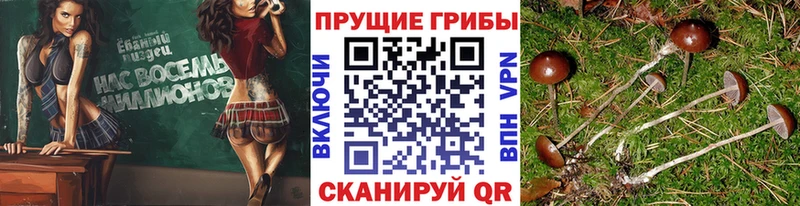 Псилоцибиновые грибы ЛСД  kraken ссылки  Николаевск 